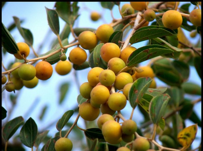 Image result for buah bidara arab