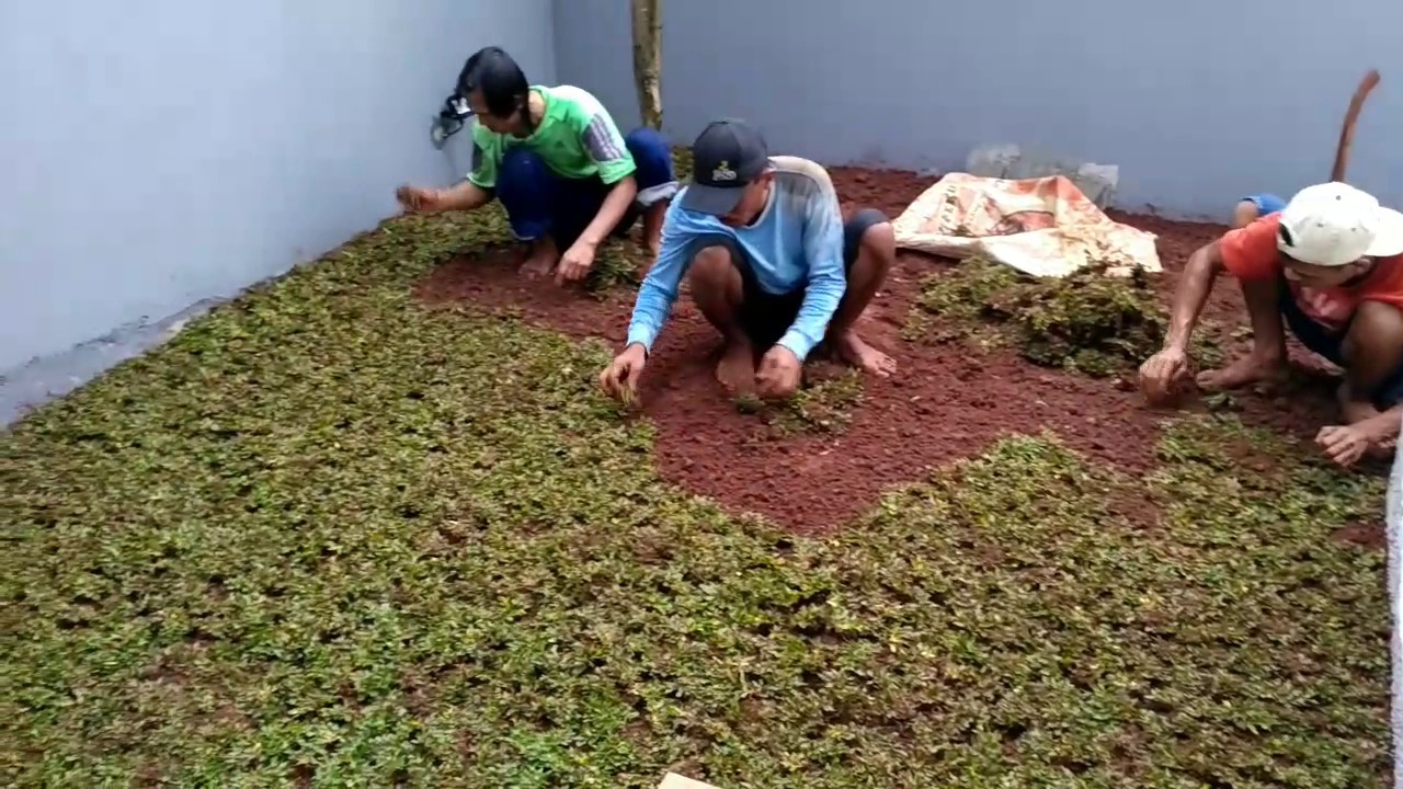 Hasil gambar untuk menanam rumput gajah