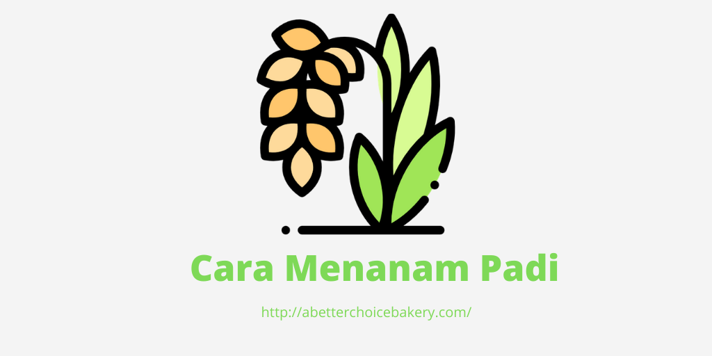 cara-menanam-padi