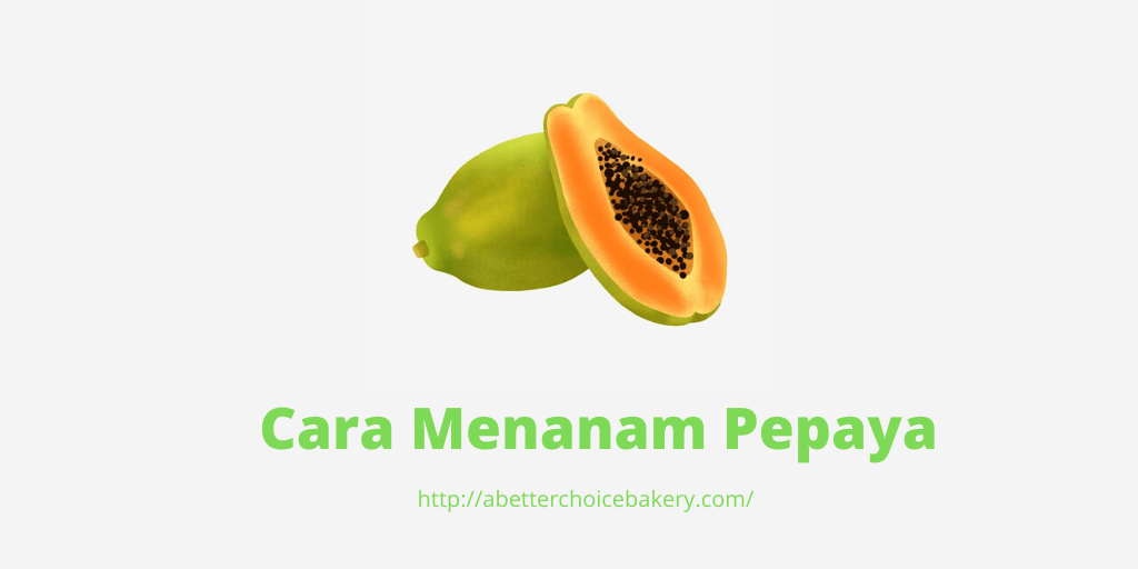 cara-menanam-pepaya