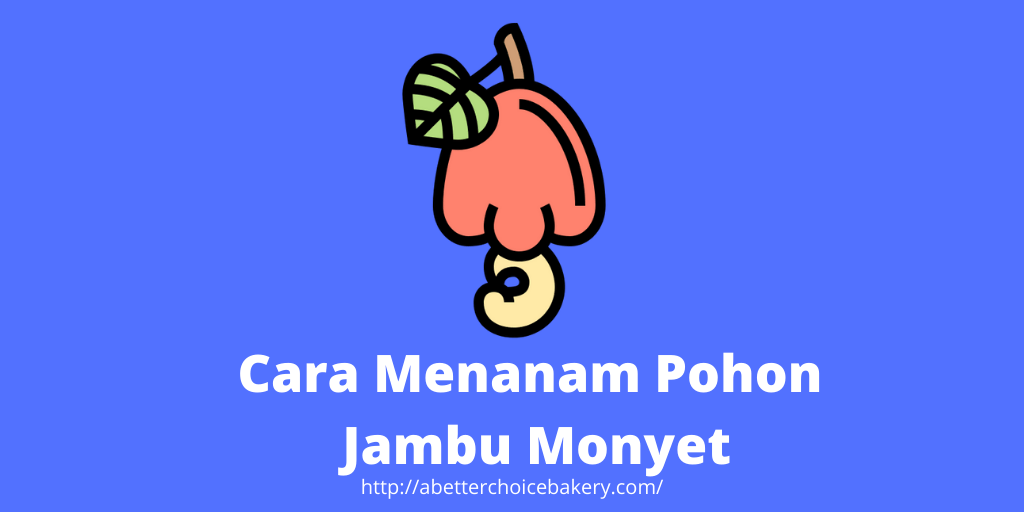 cara-menanam-jambu-monyet
